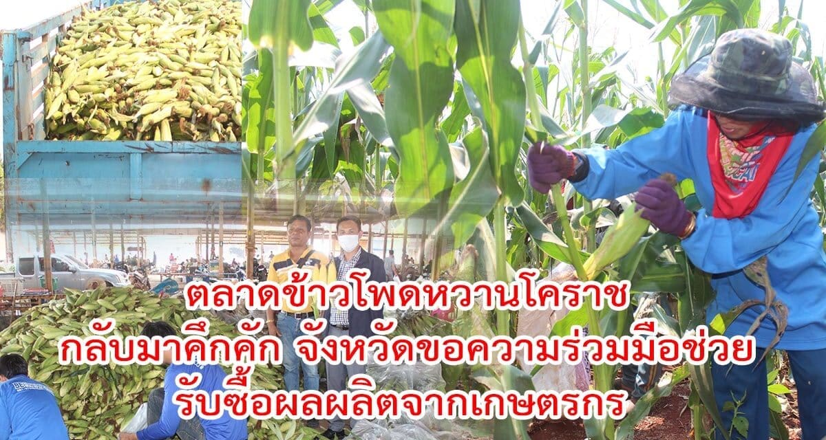 ตลาดข้าวโพดหวานโคราชกลับมาคึกคักอีกครั้งหลังจังหวัดขอความร่วมมือช่วยรับซื้อผลผลิตจากเกษตรกร