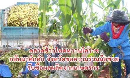 ตลาดข้าวโพดหวานโคราชกลับมาคึกคักอีกครั้งหลังจังหวัดขอความร่วมมือช่วยรับซื้อผลผลิตจากเกษตรกร