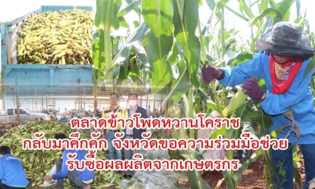 ตลาดข้าวโพดหวานโคราชกลับมาคึกคักอีกครั้งหลังจังหวัดขอความร่วมมือช่วยรับซื้อผลผลิตจากเกษตรกร