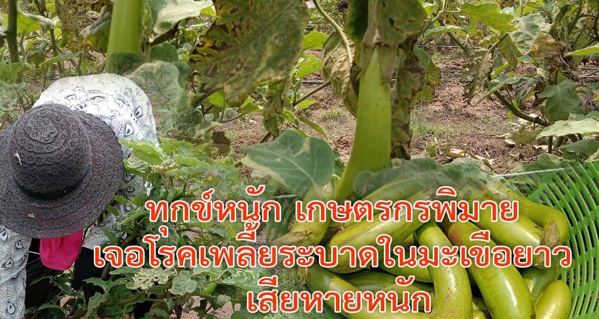 ทุกข์หนัก เกษตรกรพิมาย เจอโรคเพลี้ยระบาดในมะเขือยาว เสียหายหนัก