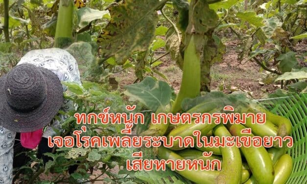 ทุกข์หนัก เกษตรกรพิมาย เจอโรคเพลี้ยระบาดในมะเขือยาว เสียหายหนัก