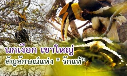 “นกเงือก” เขาใหญ่ สัญลักษณ์แห่ง ” รักแท้”