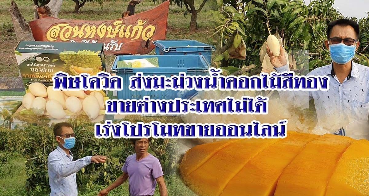 พิษโควิด ส่งมะม่วงน้ำดอกไม้สีทองขายต่างประเทศไม่ได้ เร่งโปรโมทขายออนไลน์