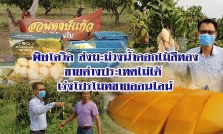 พิษโควิด ส่งมะม่วงน้ำดอกไม้สีทองขายต่างประเทศไม่ได้ เร่งโปรโมทขายออนไลน์