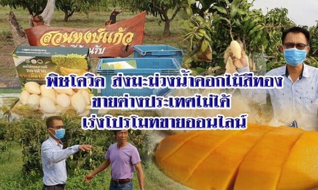พิษโควิด ส่งมะม่วงน้ำดอกไม้สีทองขายต่างประเทศไม่ได้ เร่งโปรโมทขายออนไลน์