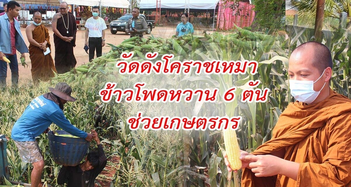 วัดดังโคราชเหมาข้าวโพดหวาน 6 ตัน ช่วยเกษตรกร