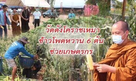 วัดดังโคราชเหมาข้าวโพดหวาน 6 ตัน ช่วยเกษตรกร