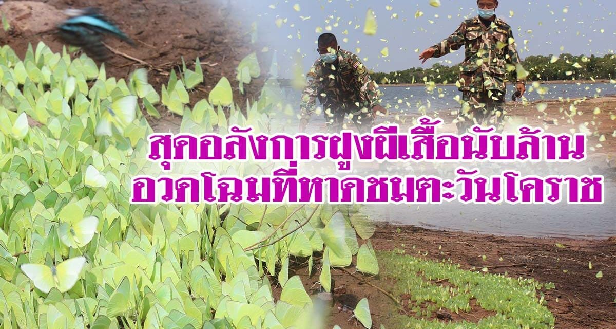 สุดอลังการฝูงผีเสื้อนับล้านอวดโฉมที่หาดชมตะวันโคราช