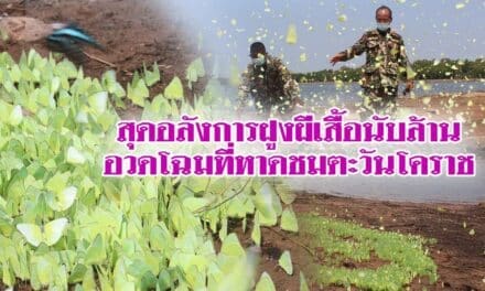 สุดอลังการฝูงผีเสื้อนับล้านอวดโฉมที่หาดชมตะวันโคราช