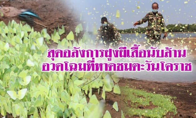 สุดอลังการฝูงผีเสื้อนับล้านอวดโฉมที่หาดชมตะวันโคราช