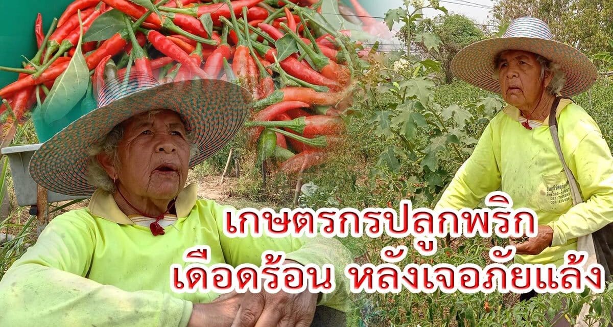 เกษตรกรปลูกพริก เดือดร้อน หลังเจอภัยแล้ง