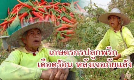 เกษตรกรปลูกพริก เดือดร้อน หลังเจอภัยแล้ง