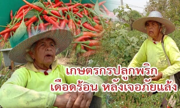 เกษตรกรปลูกพริก เดือดร้อน หลังเจอภัยแล้ง