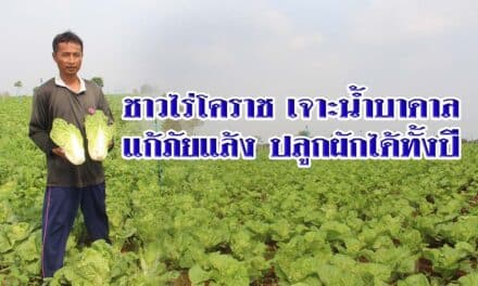 ชาวไร่โคราช เจาะน้ำบาดาลแก้ภัยแล้ง ปลูกผักได้ทั้งปี