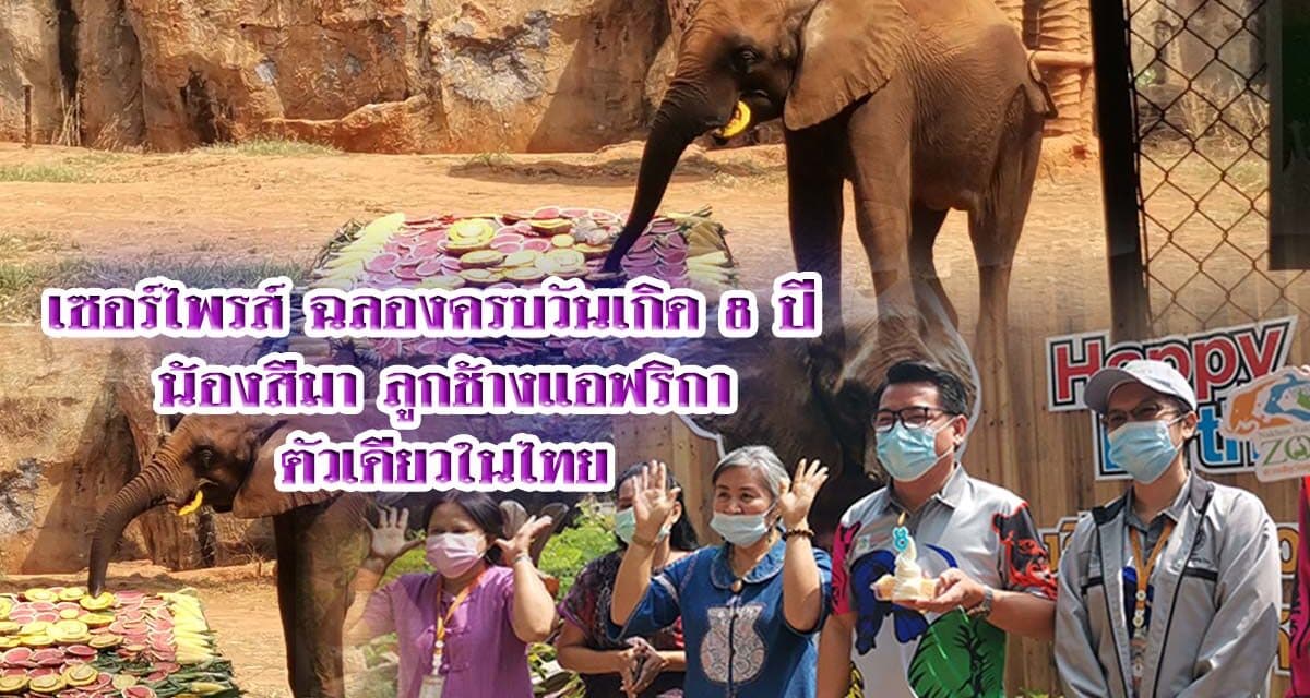 เซอร์ไพรส์ ฉลองครบวันเกิด 8 ปี น้องสีมา ลูกช้างแอฟริกาตัวเดียวในไทย