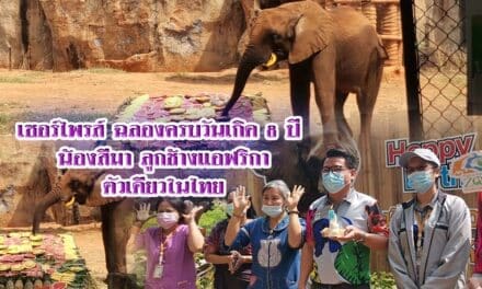 เซอร์ไพรส์ ฉลองครบวันเกิด 8 ปี น้องสีมา ลูกช้างแอฟริกาตัวเดียวในไทย