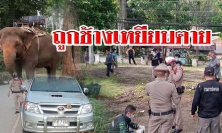 ข้าราชการระดับ 8 เทศบาลนครโคราช หยุดสงกรานต์ไปเขาใหญ่ ถูกช้างเหยียบตาย