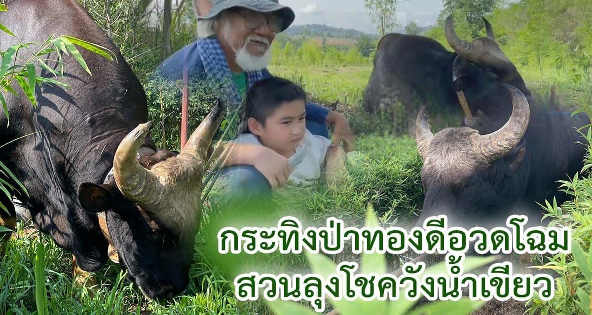 กระทิงป่าทองดี อวดโฉม ต้อนรับวันครอบครัว ที่สวนลุงโชควังน้ำเขียว