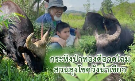 กระทิงป่าทองดี อวดโฉม ต้อนรับวันครอบครัว ที่สวนลุงโชควังน้ำเขียว