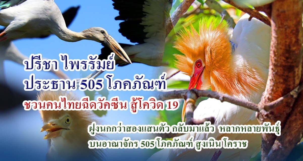 ปรีชา ไพรรัมย์ ประธาน 505 โภคภัณฑ์  ชวนคนไทยฉีดวัคซีน สู้โควิด 19 ฝูงนกกว่าสองแสนตัว  บนอาณาจักร 505 โภคภัณฑ์ สูงเนิน โคราช