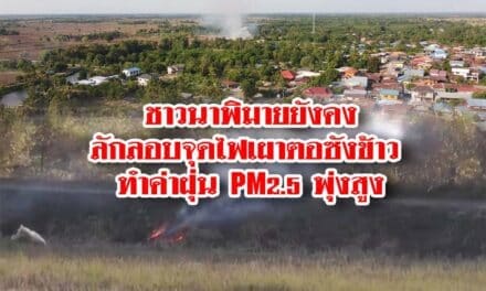 ชาวนาพิมายยังคงลักลอบจุดไฟเผาตอซังข้าว ทำค่าฝุ่น PM2.5 พุ่งสูง