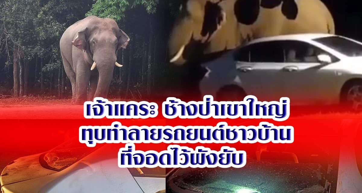 เจ้าแคระ ช้างป่าเขาใหญ่ทุบทำลายรถยนต์ชาวบ้านที่จอดไว้พังยับ
