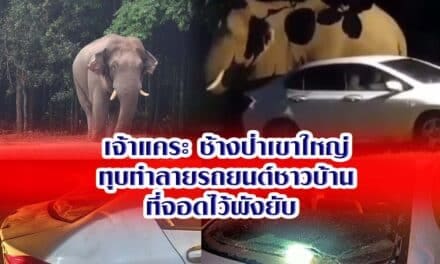 เจ้าแคระ ช้างป่าเขาใหญ่ทุบทำลายรถยนต์ชาวบ้านที่จอดไว้พังยับ