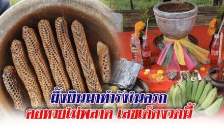 ผึ้งบินมาทำรังในครก คอหวยไม่พลาดขอเลขเด็ดงวดนี้