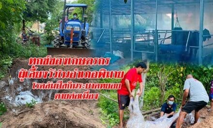 ทุกข์ของเกษตรกรผู้เลี้ยงวัวในอำเภอพิมาย โรคลัมปีสกินระบาดทยอยตายต่อเนื่อง