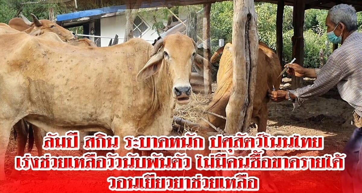 ลัมปี สกิน ระบาดหนัก ปศุสัตว์โนนไทย  เร่งช่วยเหลือวัวนับพัน ไม่มีคนซื้อขาดรายได้หนัก