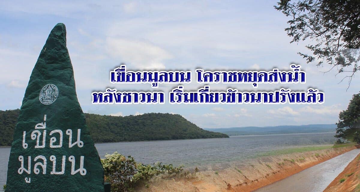 เขื่อนมูลบนโคราชหยุดส่งน้ำหลังชาวนาเริ่มเกี่ยวข้าวนาปรังแล้ว