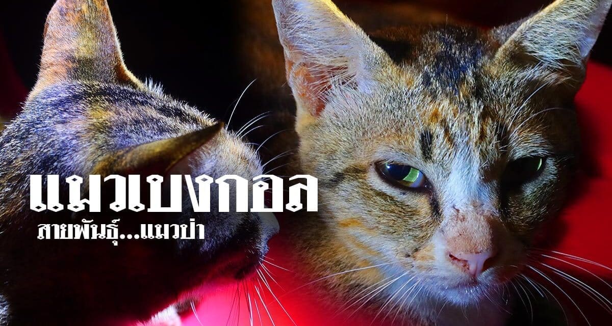 แมวเบงกอล…สืบสายพันธุ์…แมวป่า