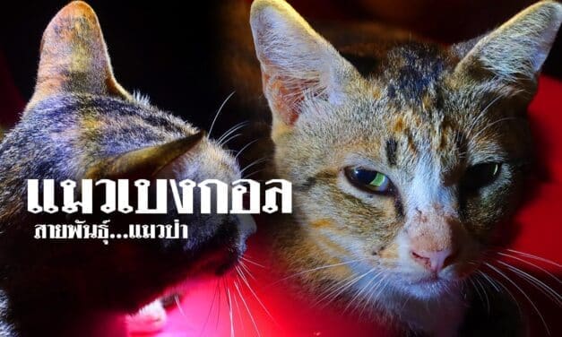 แมวเบงกอล…สืบสายพันธุ์…แมวป่า
