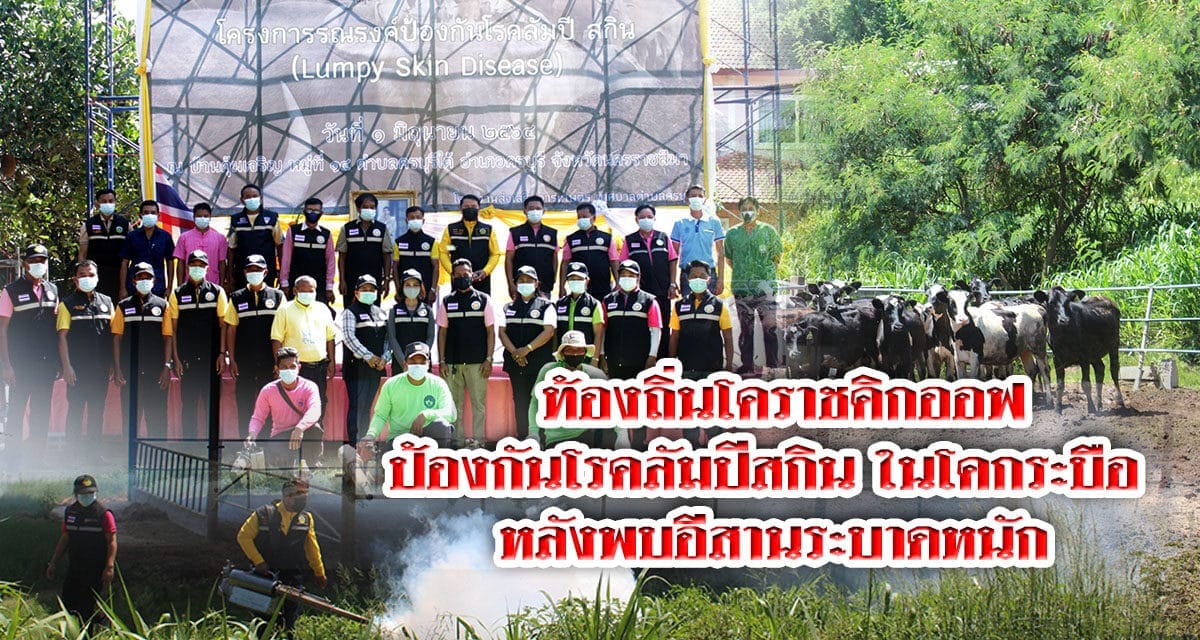 ท้องถิ่นโคราชคิกออฟป้องกันโรคลัมปีสกิน ในโคกระบือ หลังพบอีสานระบาดหนัก