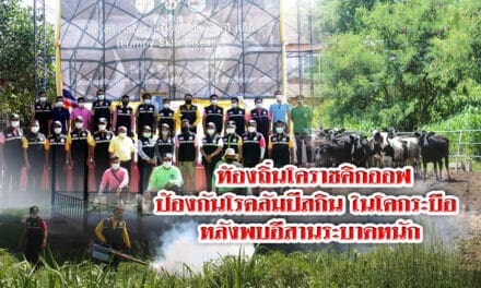 ท้องถิ่นโคราชคิกออฟป้องกันโรคลัมปีสกิน ในโคกระบือ หลังพบอีสานระบาดหนัก