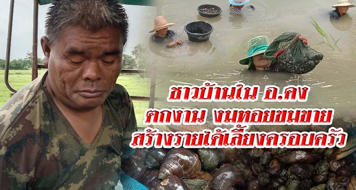 ชาวบ้านในอำเภอคงตกงาน งมหอยขมขายสร้างรายได้เลี้ยงครอบครัว
