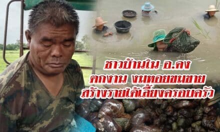 ชาวบ้านในอำเภอคงตกงาน งมหอยขมขายสร้างรายได้เลี้ยงครอบครัว