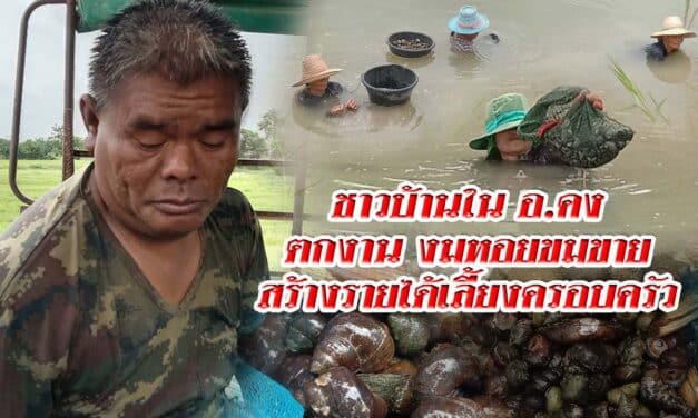 ชาวบ้านในอำเภอคงตกงาน งมหอยขมขายสร้างรายได้เลี้ยงครอบครัว