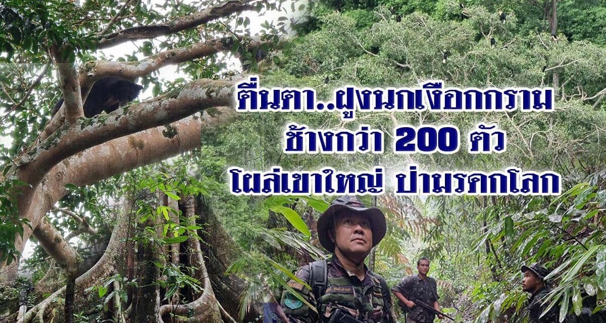 ตื่นตา..ฝูงนกเงือกกรามช้างกว่า 200ตัวโผล่เขาใหญ่ ป่ามรดกโลก