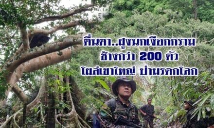 ตื่นตา..ฝูงนกเงือกกรามช้างกว่า 200ตัวโผล่เขาใหญ่ ป่ามรดกโลก