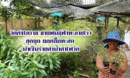 วัดดังโคราช ขายพันธุ์ฟ้าทะลายโจรสุดถูก ยอดซื้อทะลัก นำเงินจ่ายค่าน้ำค่าไฟวัด