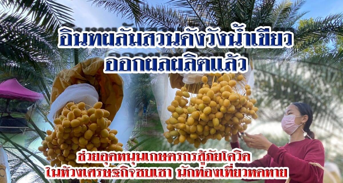 อินทผลัมสวนดังวังน้ำเขียว ออกผลผลิตแล้ว เจ้าของสวนวอนช่วยอุดหนุนเกษตรกรสู้ภัยโควิด