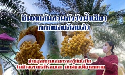 อินทผลัมสวนดังวังน้ำเขียว ออกผลผลิตแล้ว เจ้าของสวนวอนช่วยอุดหนุนเกษตรกรสู้ภัยโควิด