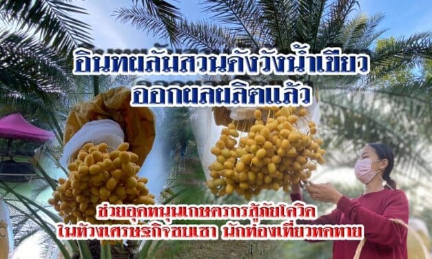 อินทผลัมสวนดังวังน้ำเขียว ออกผลผลิตแล้ว เจ้าของสวนวอนช่วยอุดหนุนเกษตรกรสู้ภัยโควิด