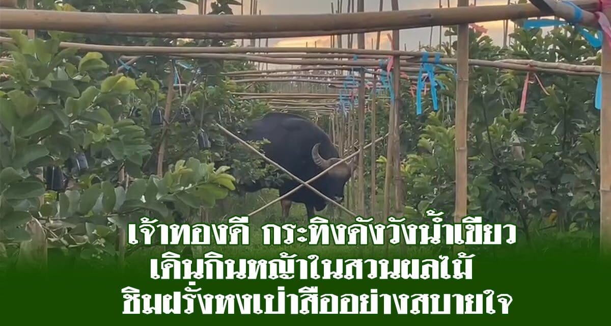 เจ้าทองดี กระทิงดังวังน้ำเขียว เดินกินหญ้าในสวนผลไม้ ชิมฝรั่งหงเป่าสืออย่างสบายใจ