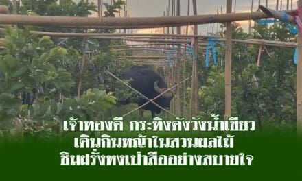 เจ้าทองดี กระทิงดังวังน้ำเขียว เดินกินหญ้าในสวนผลไม้ ชิมฝรั่งหงเป่าสืออย่างสบายใจ