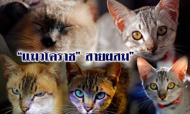 ทาสแมว “แมวโคราช” สายพันธุ์ผสม ?