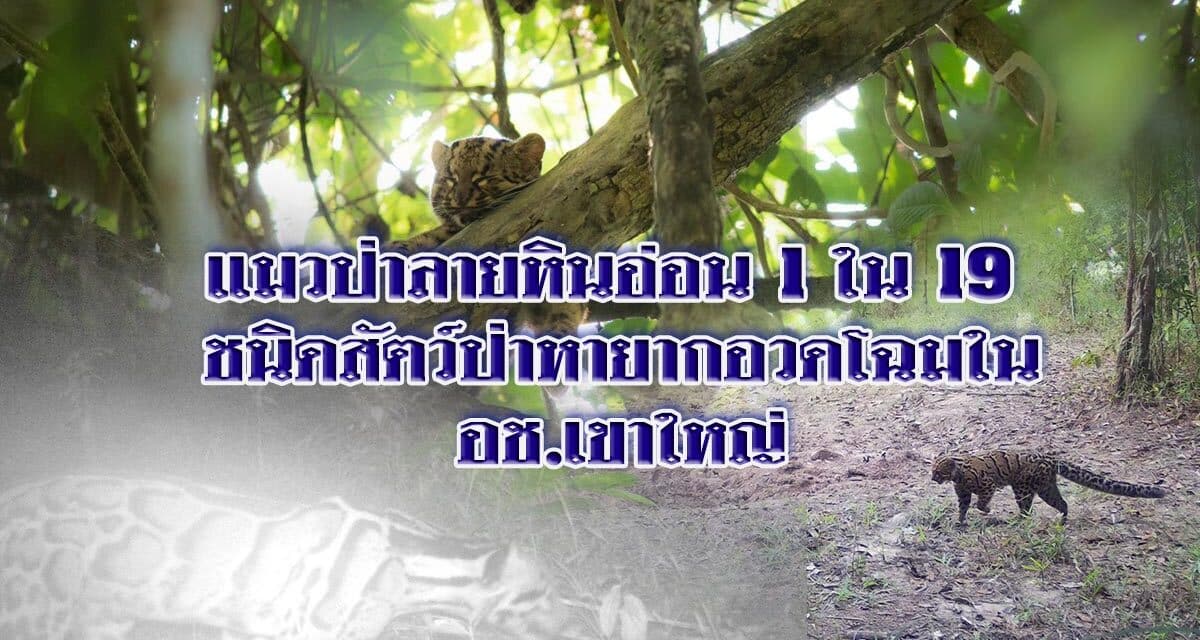 แมวป่าลายหินอ่อน 1ใน19 ชนิดสัตว์ป่าหายากอวดโฉมใน อช.เขาใหญ่