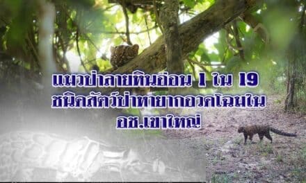 แมวป่าลายหินอ่อน 1ใน19 ชนิดสัตว์ป่าหายากอวดโฉมใน อช.เขาใหญ่