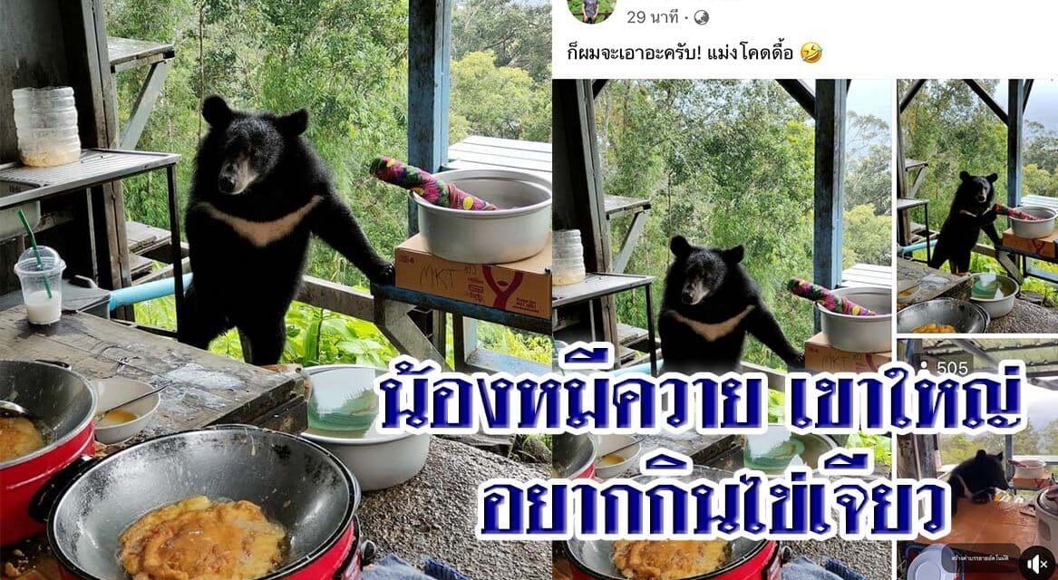 ขอกินหน่อย ชาวโซเชียลแห่ชมคลิปน้องหมีควาย เขาใหญ่ อยากกินไข่เจียว